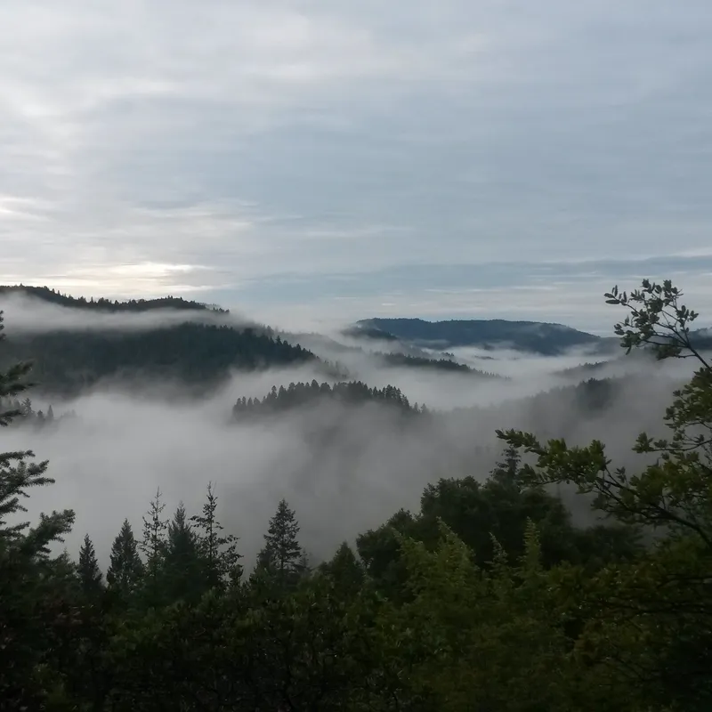Angelo Reserve, Mendocino CA