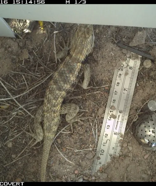 Camera Trap at Fish Slough Ecological Reserve