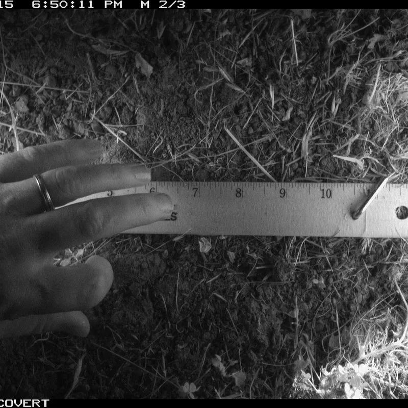 D-RAI capture of a hand during testing