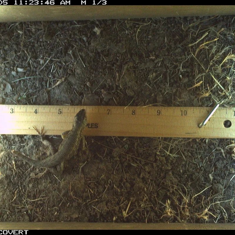 D-RAI recognition and capture of a lizard