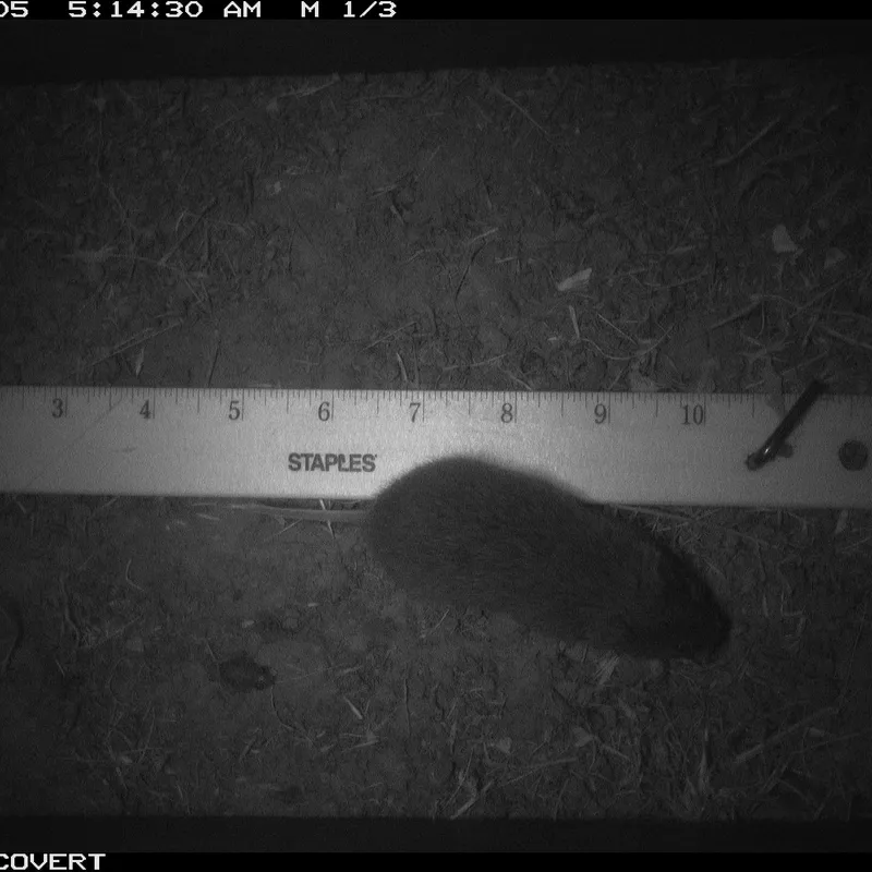D-RAI recognition and capture of a rodent at night