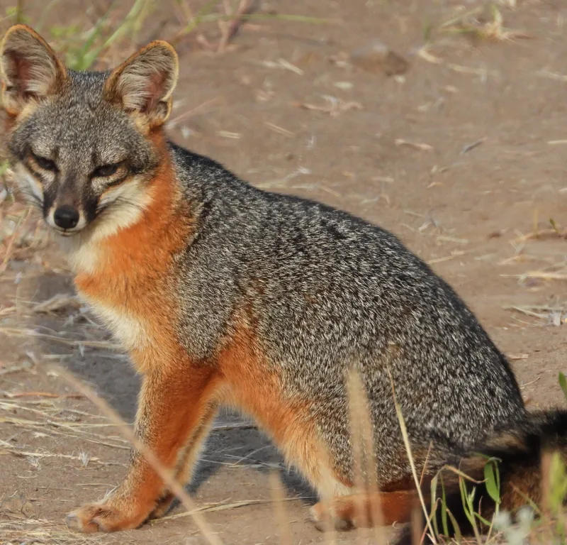 The Santa Cruz Island Fox, photo by Samara Zenk