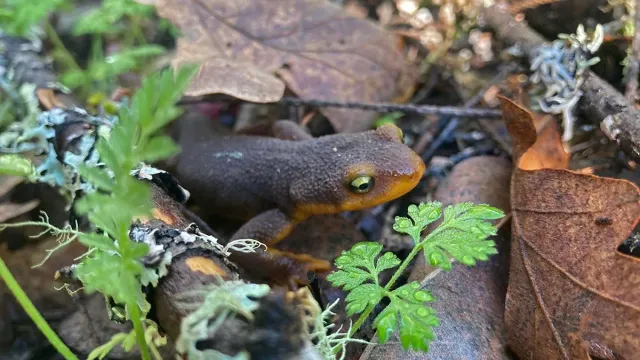 California Newt