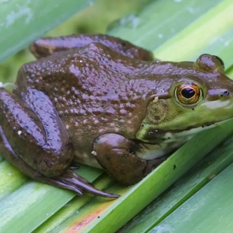 American bullfrog, image by USFWS