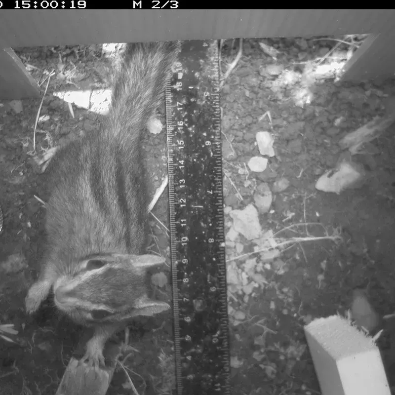 A chipmunk passing through the camera trap chamber, image by Matt Toenis/CDFW