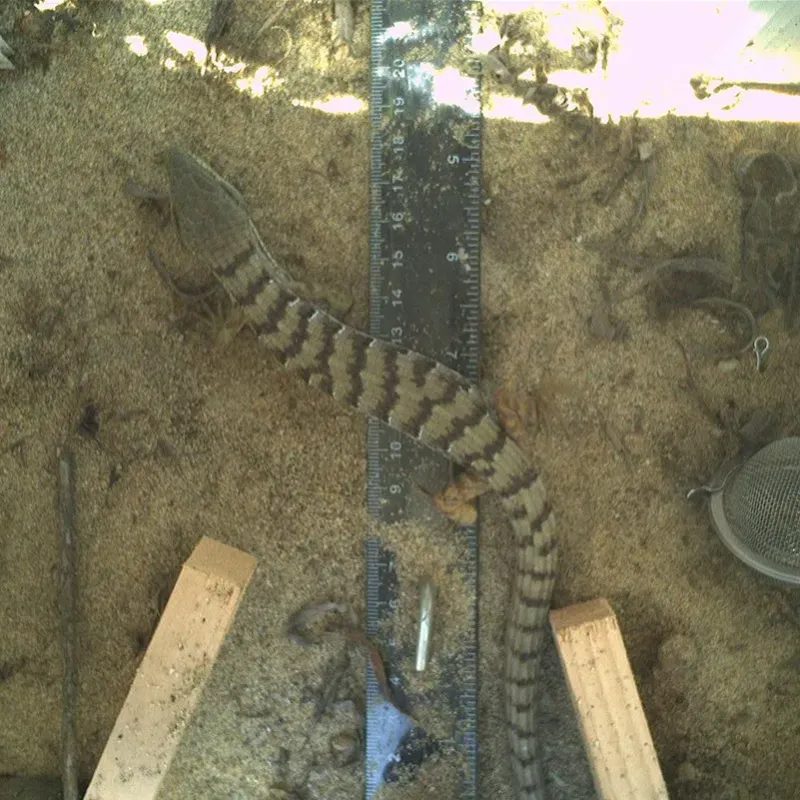 A southern alligator lizard passing through a camera chamber, image by Matt Toenis/CDFW